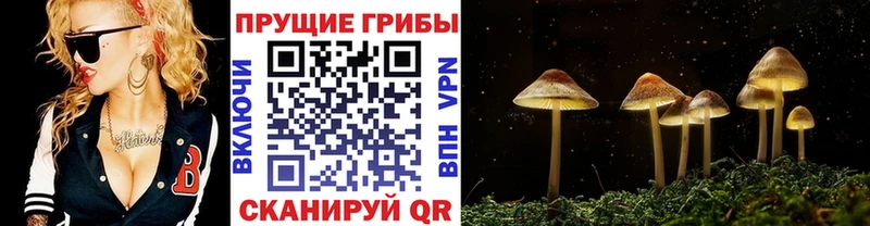 Псилоцибиновые грибы Psilocybe  Купить закладки  Райчихинск 